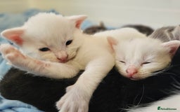 Mixed Breed cats for sale: Kittens Available to Reserve - Image 40