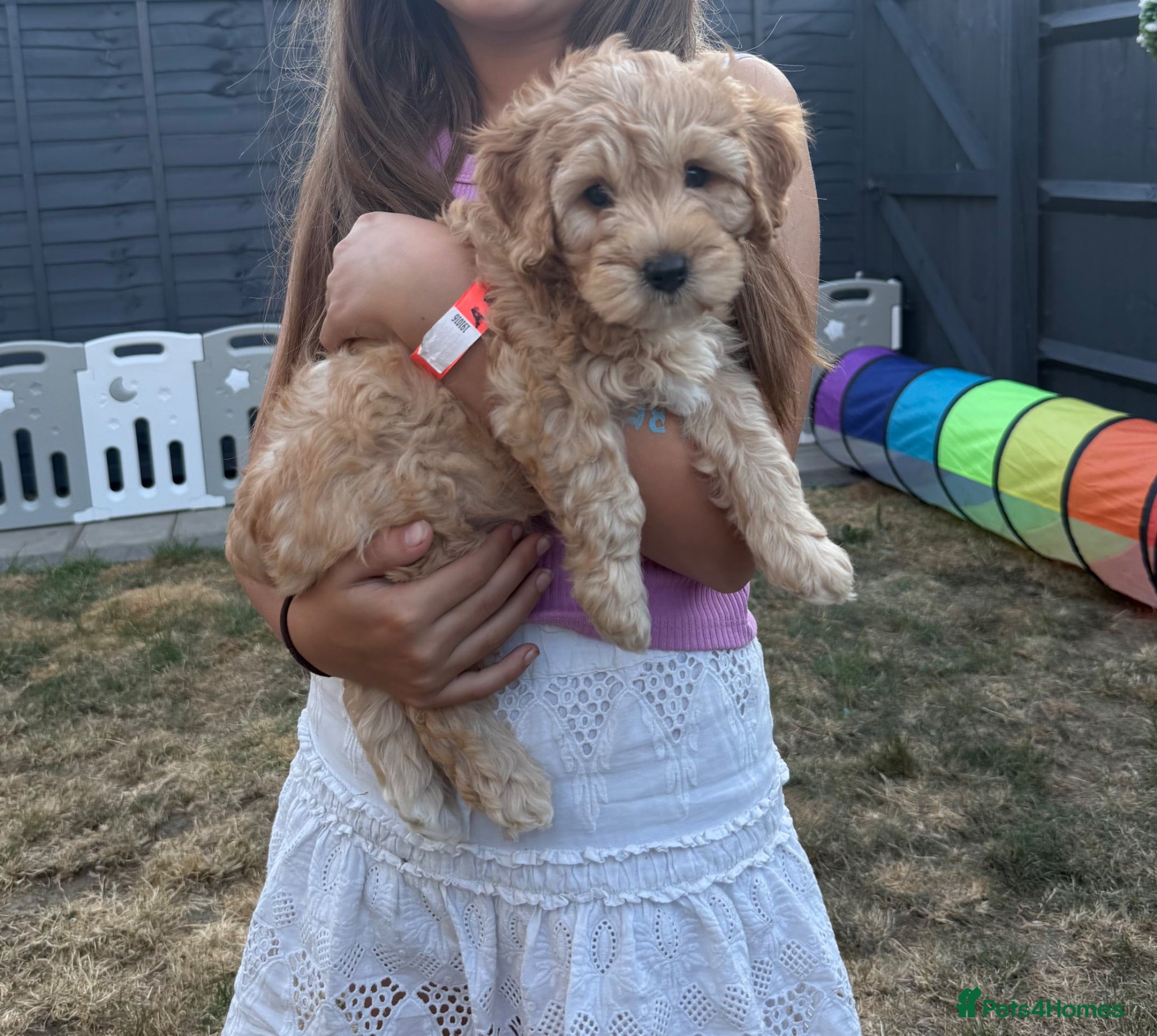 Labradoodle dogs 🐾 Health Tested F1B Mini Labradoodle Puppies 🐾 - Advert 2