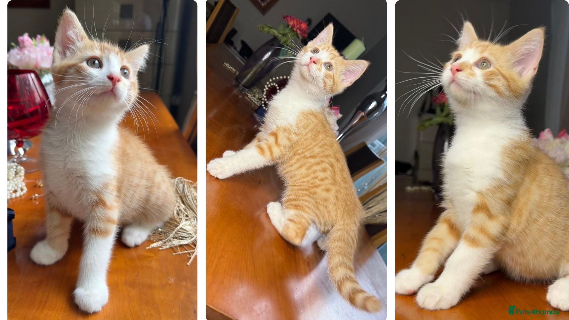 Mixed Breed cats Ginger Calico Tuxedo Kittens London-Richmond Sale - Advert 4