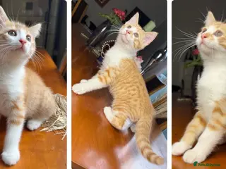 Mixed Breed cats Ginger Calico Tuxedo Kittens London-Richmond Sale - Advert 4