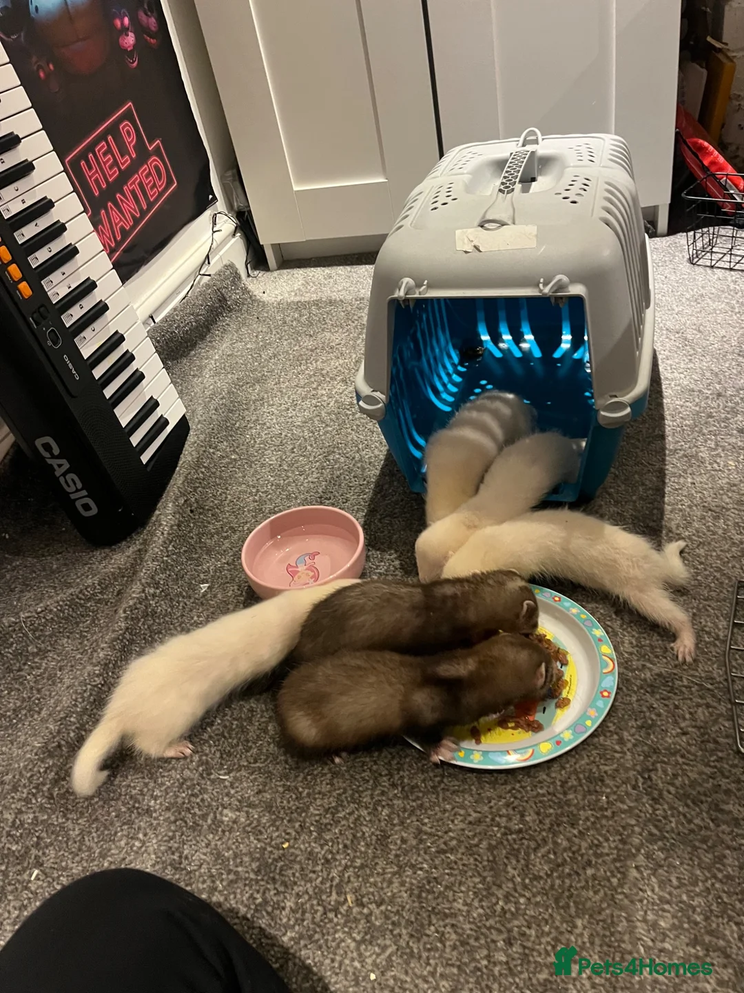 Ferret rodents for sale: Selling baby ferrets  in Kidderminster - Advert 1