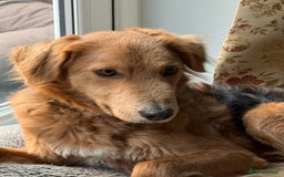 Mixed Breed dogs for adoption: Sweet Nathan Is looking for Love  - Image 8