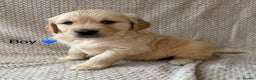 Golden Retriever dogs for sale: Fully health tested Goldie babies  - Advert 4