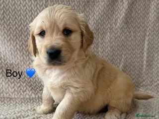 Golden Retriever dogs Fully health tested Goldie babies - Advert 3