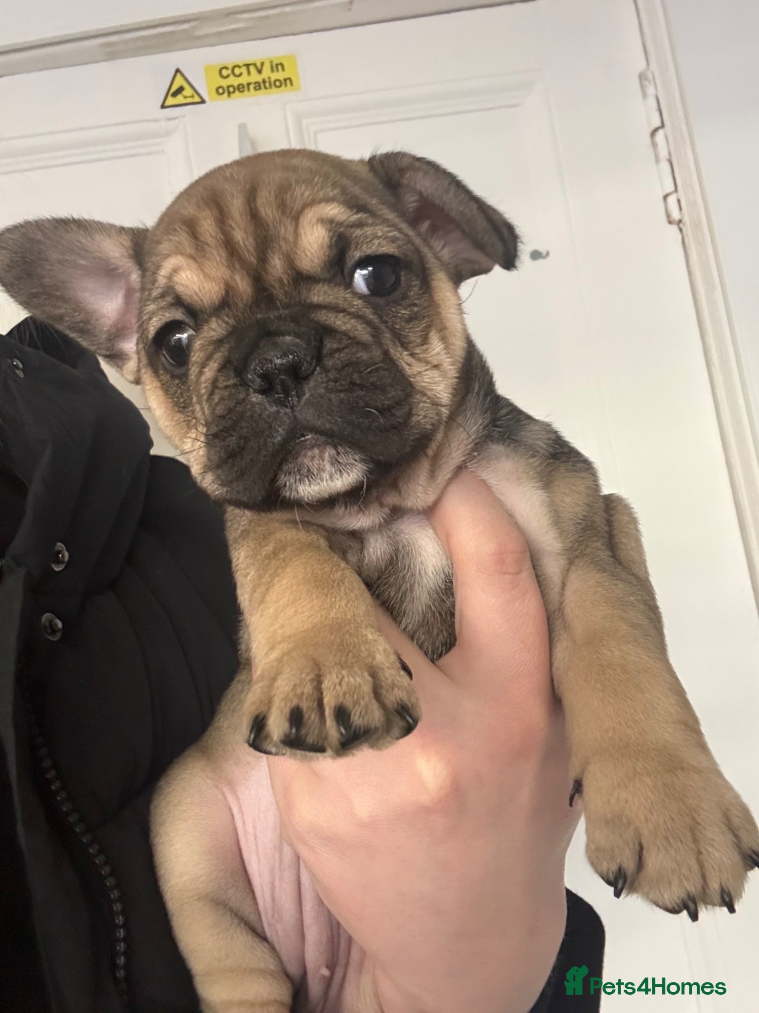 French Bulldog dogs Female French bulldog - Advert 5