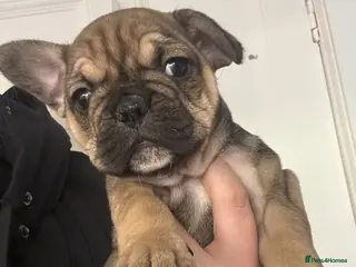 French Bulldog dogs Female French bulldog - Advert 5