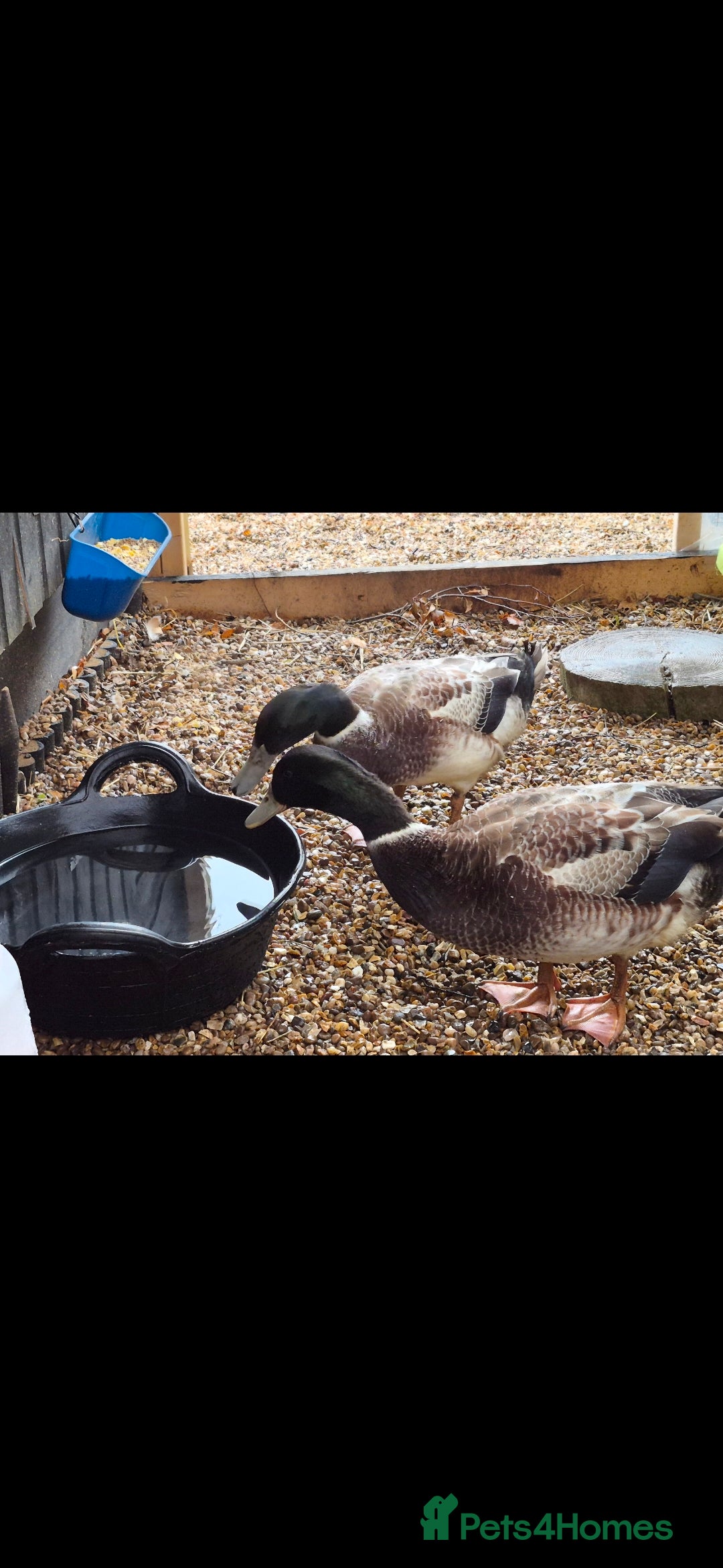 Ducks poultry for sale: 2x make ducks  - Advert 5