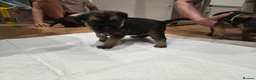 Border Terrier dogs for sale: Beautiful Borer/borderlakeland puppies - Advert 8