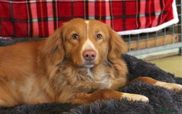 Nova Scotia Duck Tolling Retriever dogs for sale: Beautiful 3 year old female Toller.  - Image 5