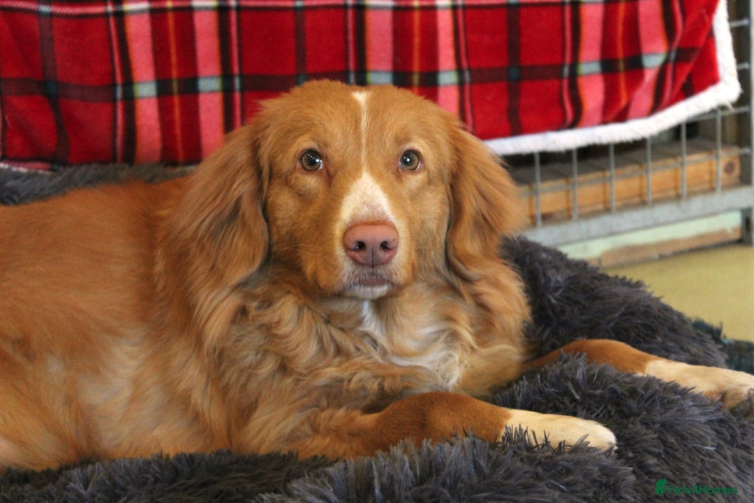 Nova Scotia Duck Tolling Retriever dogs for sale: Beautiful 3 year old female Toller.  - Image 5