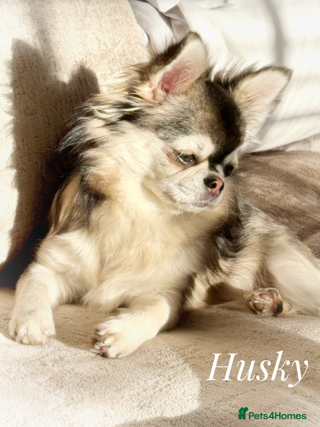 Chihuahua dogs for sale: KC rare husky marking chihuahua puppies Thai lines - Image 16