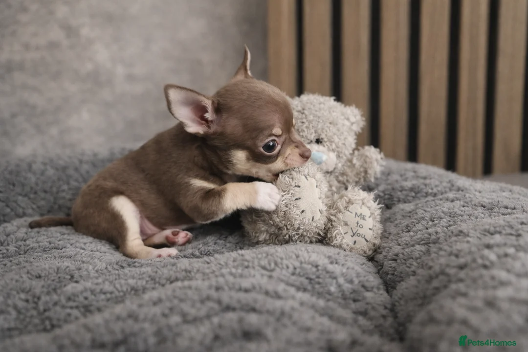 Chihuahua dogs for sale: Tiny Chihuahua Puppies – Сhristmаs Babies - Advert 12
