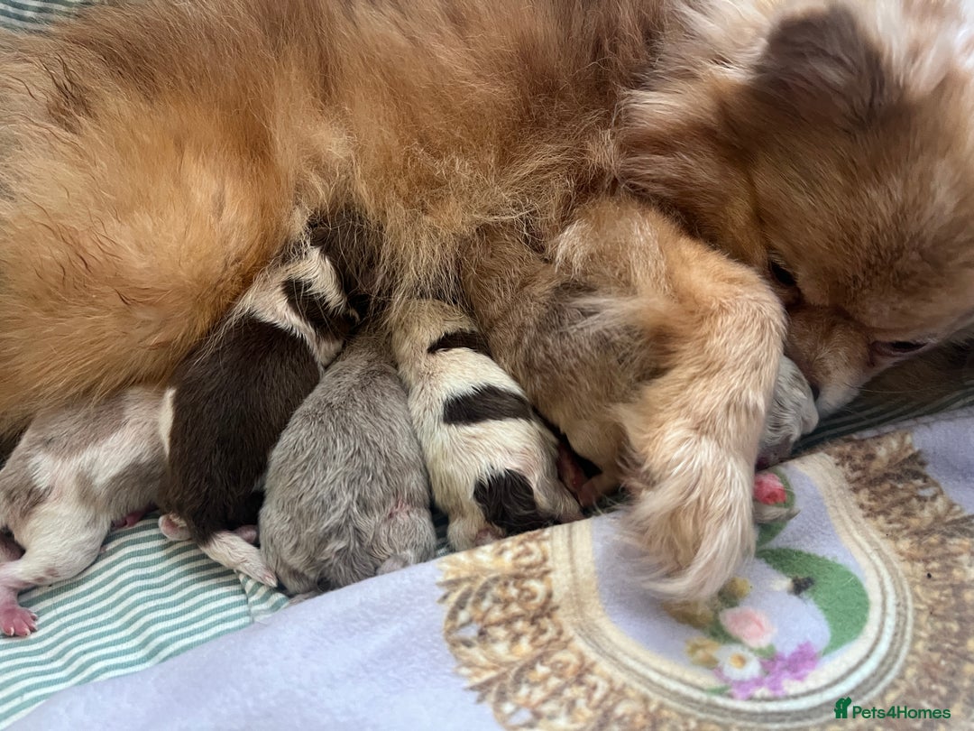 Pomeranian dogs for sale: 💛PUPPIES ARRIVED 💛 - Advert 9