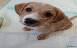 Mixed Breed dogs for sale: 2 Boy Jackapoo,s  - Advert 2