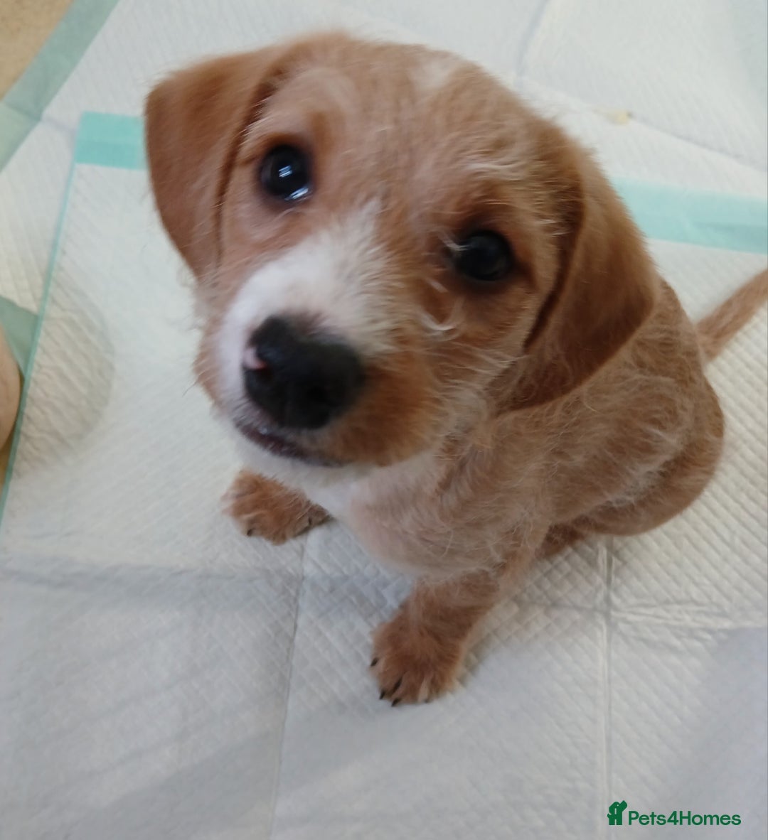 Mixed Breed dogs for sale: 2 Boy Jackapoo,s  - Advert 2