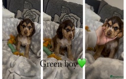 Cocker Spaniel dogs for sale: Show cocker spaniel (chocolate sable) - Image 10
