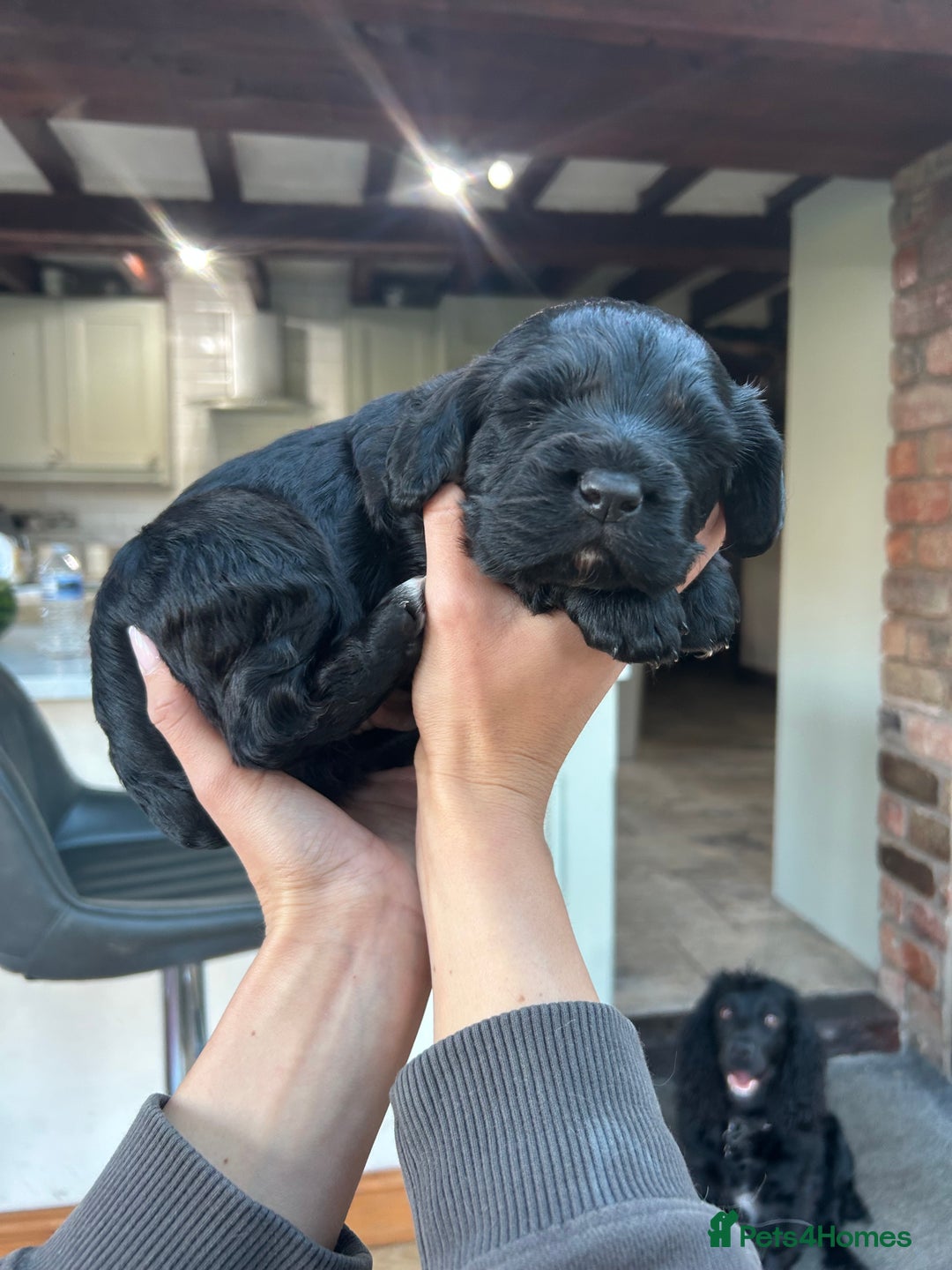 Cocker Spaniel dogs for sale: Working cocker spaniel - Image 5