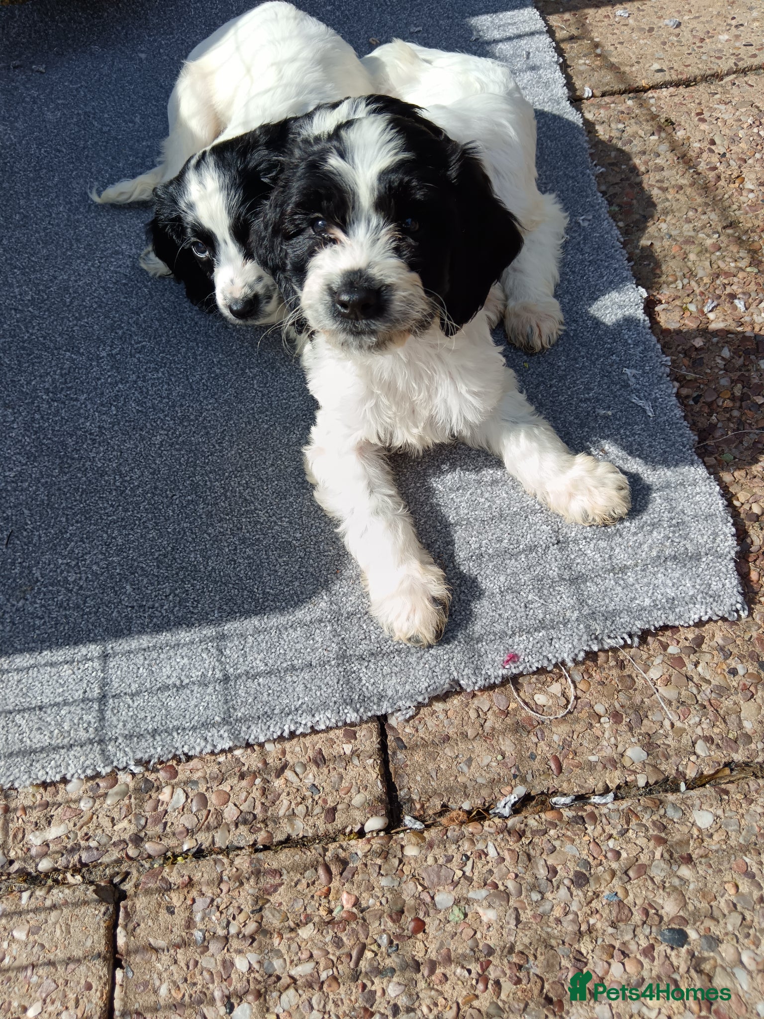 Mixed Breed dogs Springer poo puppies 9 weeks old  - Advert 1