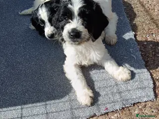 Mixed Breed dogs Springer poo puppies 9 weeks old - Advert 2