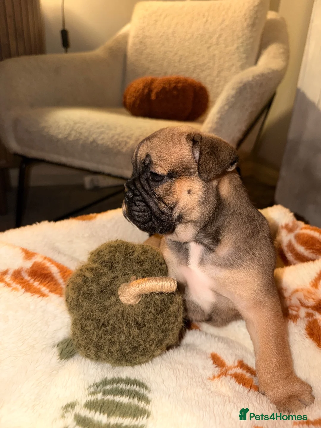 English Bulldog dogs for sale: Bulldog pups  in Llanelli - Advert 14