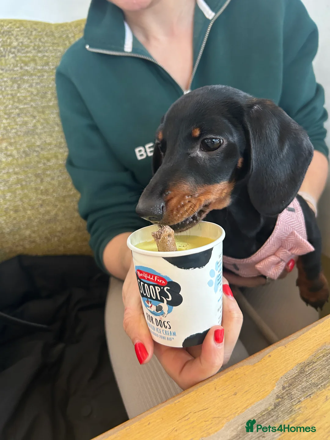 Miniature Dachshund dogs for sale: Miniature Dachshund  - Advert 5