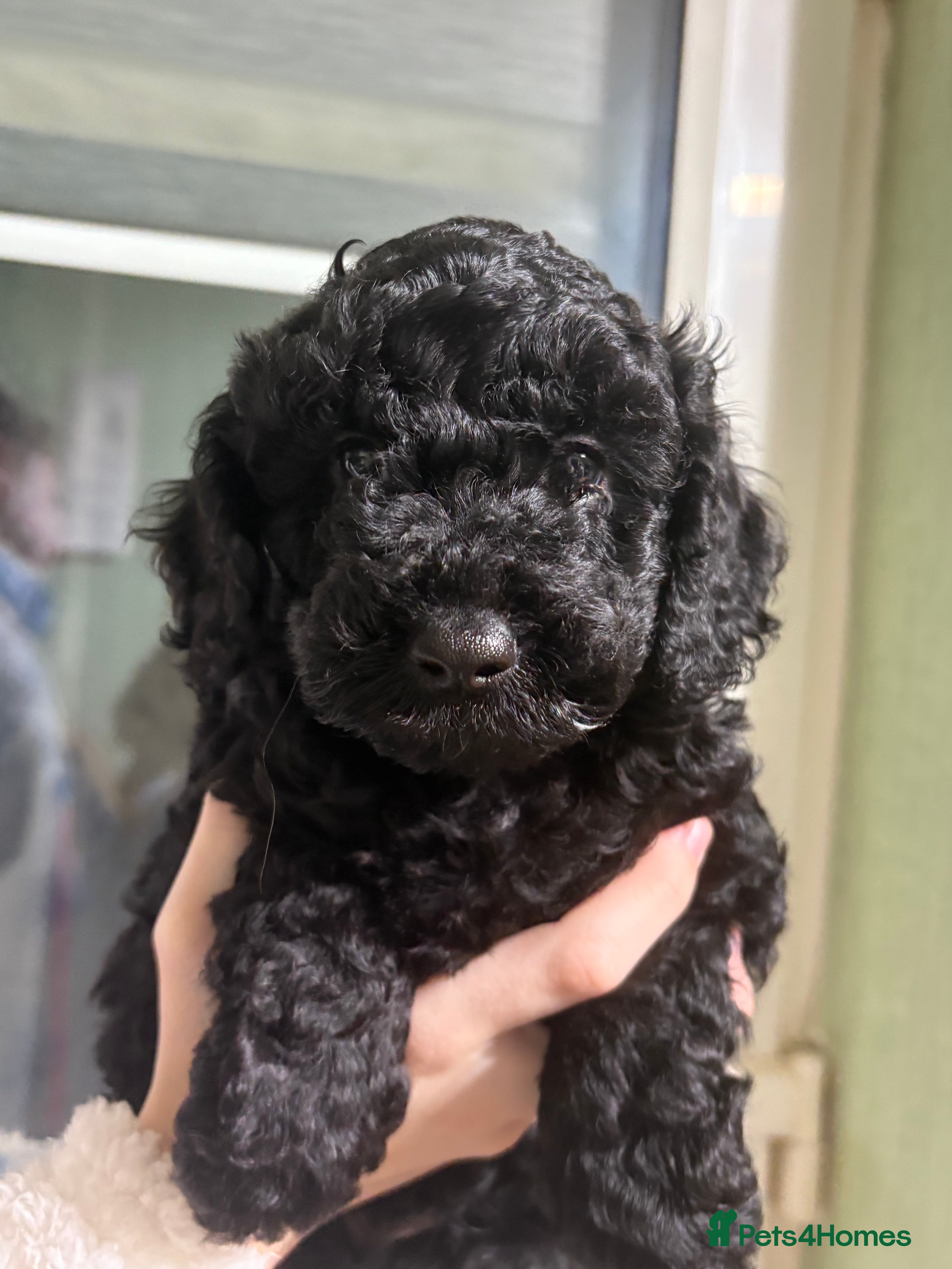 Cockapoo dogs Beautiful f1b cockapoo  - Advert 6