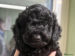 Cockapoo dogs Beautiful f1b cockapoo - Advert 6