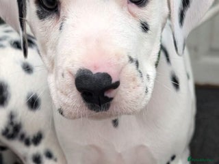 Dalmatian dogs Dalmatian puppies KC registered last 2 remaining - Advert 3