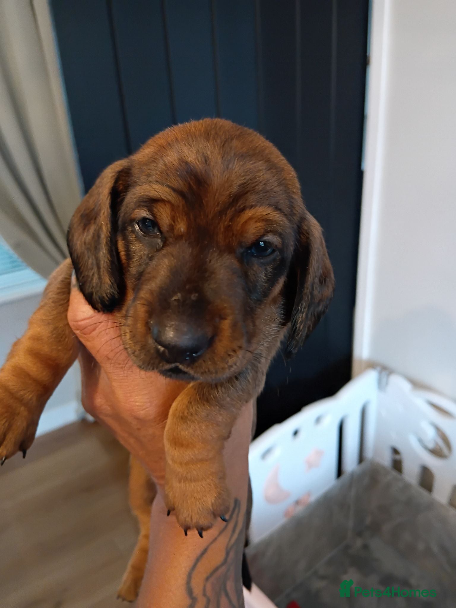 Miniature Dachshund dogs MINI DACHSHUND PUPS. PRA CLEAR.  - Advert 20