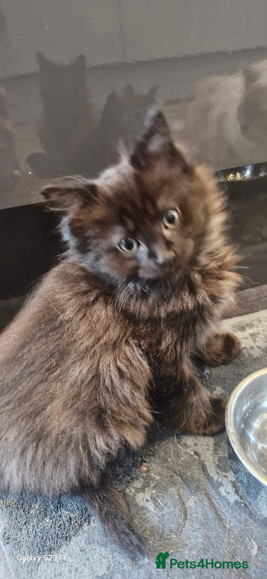 Ragdoll cats for sale: Half ragdoll kittens  - Image 6