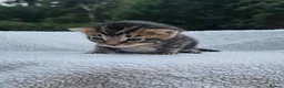 Mixed Breed cats for sale: Gorgeous Kittens for Sale - Advert 16