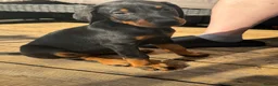 Dobermann dogs for sale: ❌ ready monday❌Health tested Dobermans not Kc reg  - Advert 13