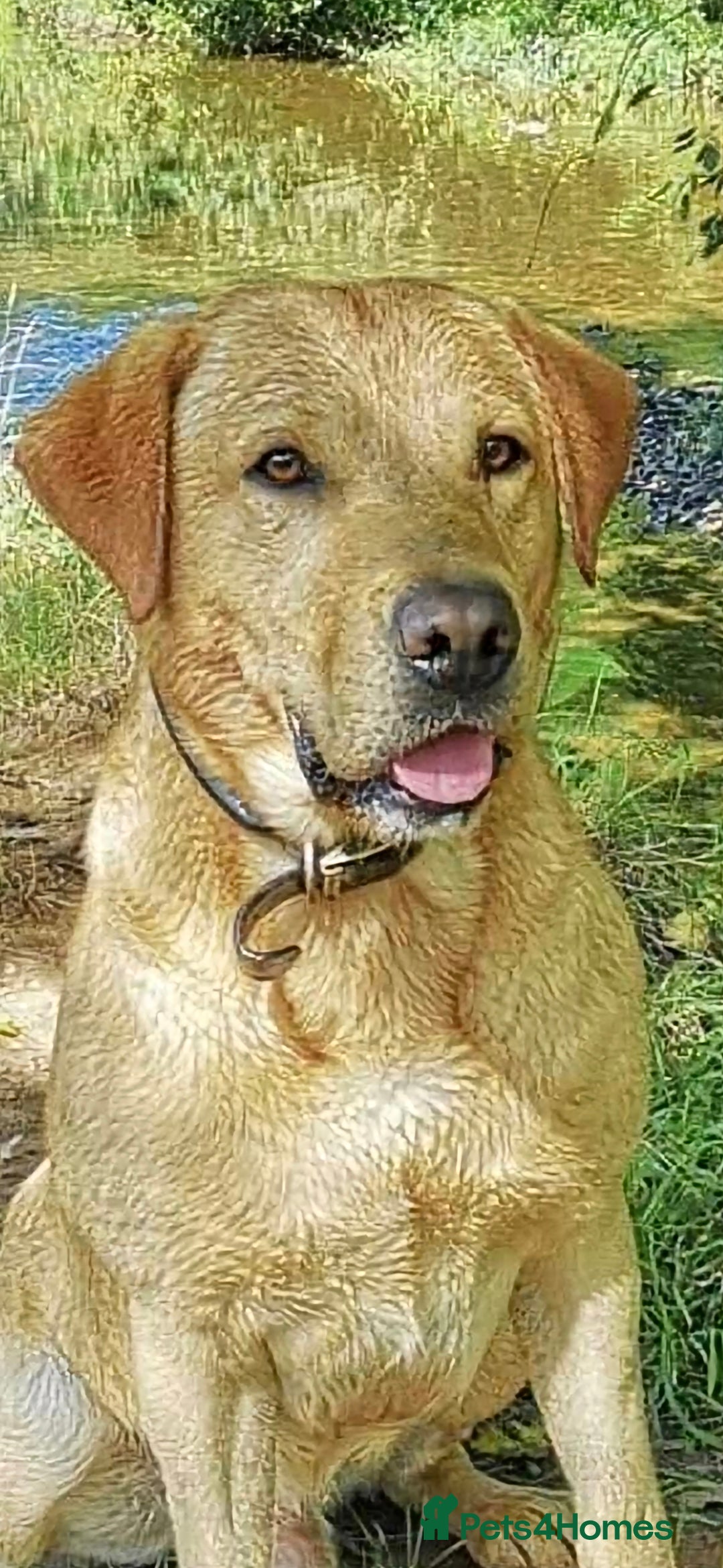 Labrador Retriever dogs for sale: KC REG Labrador working Line Fox Red - Image 4