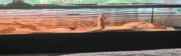 Corn Snake reptiles for sale: Corn snake for sale  in Blackburn - Advert 1