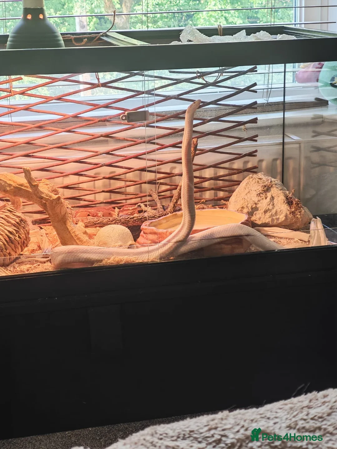 Corn Snake reptiles for sale: Corn snake for sale  in Blackburn - Advert 1