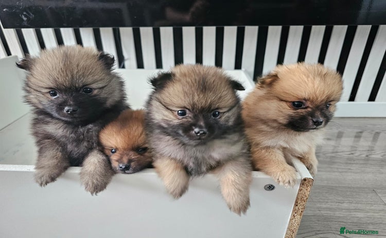 Pomeranian dogs - Advert 1