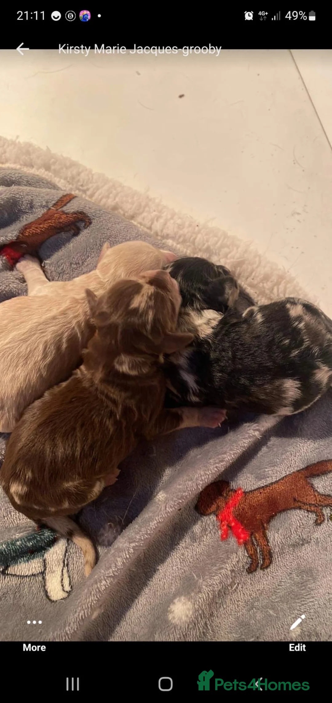 Miniature Poodle dogs for stud: Miniature poodle blue merle for stud in Bradford - Advert 10