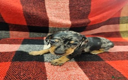 Miniature Dachshund dogs for sale: KC Registered Miniature Dachshund Puppies - Image 28