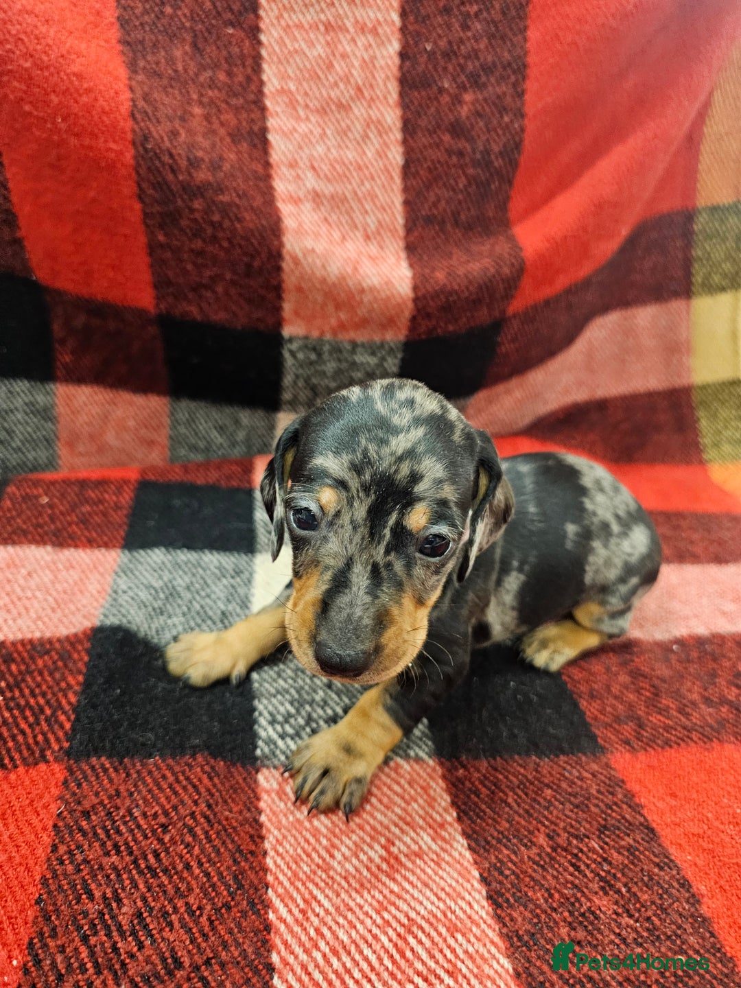 Miniature Dachshund dogs for sale: KC Registered Miniature Dachshund Puppies - Image 28