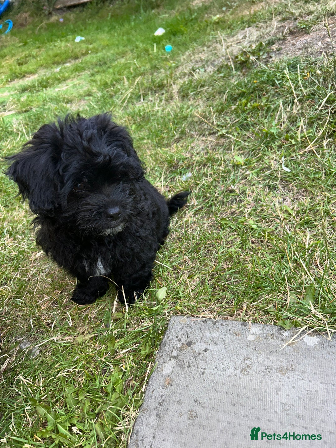 Mixed Breed dogs for sale: Malshipoo - Image 4