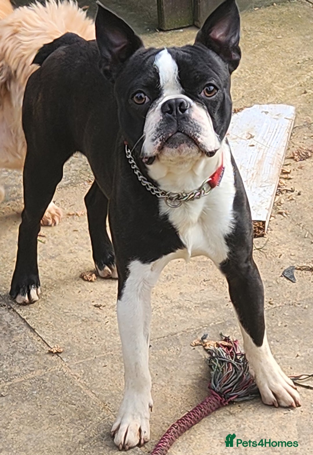 Boston Terrier dogs for stud: Stunning Proven KC Boston Terrier stud dog in Leeds - Image 4