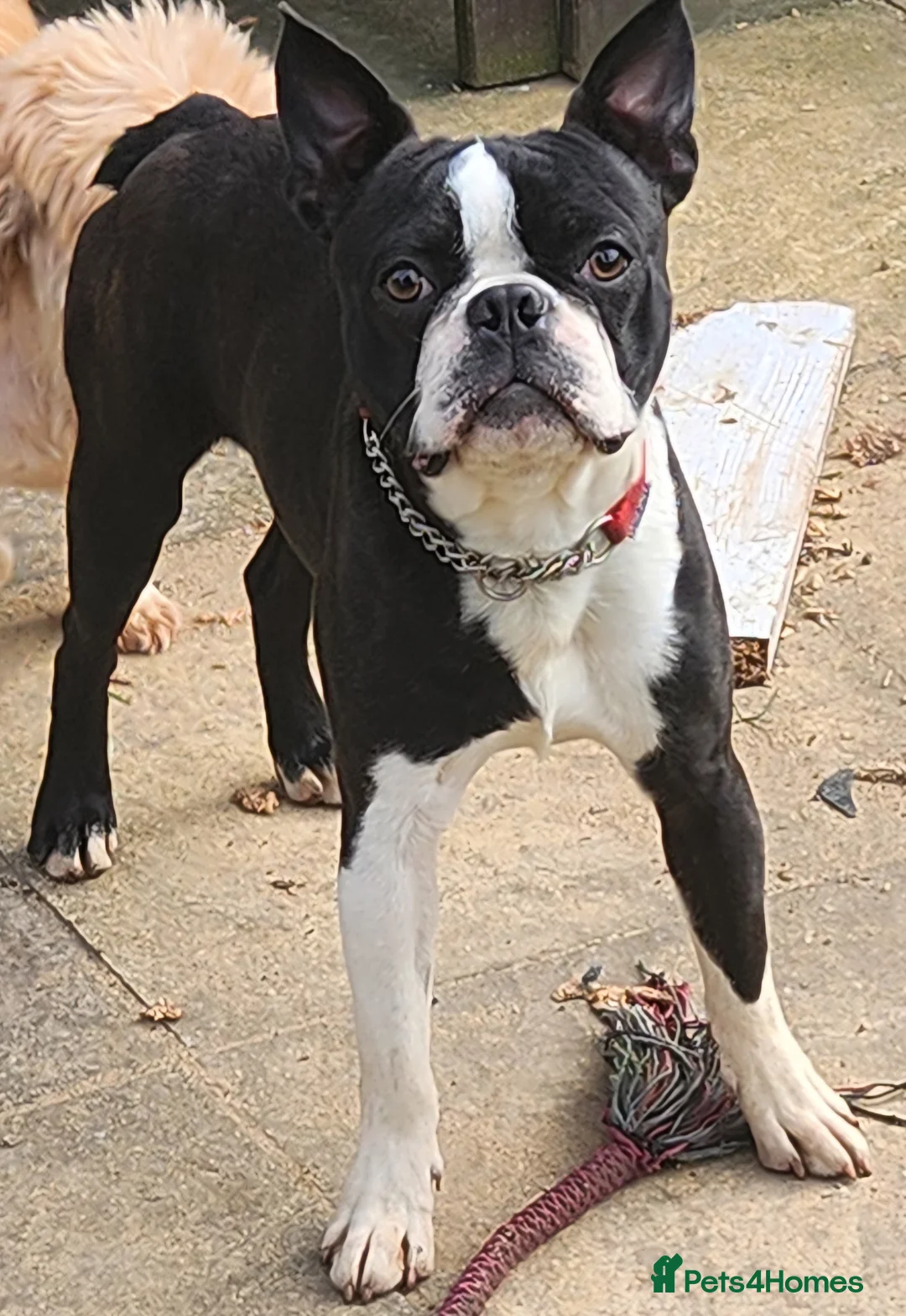 Boston Terrier dogs for stud: Stunning Proven KC Boston Terrier stud dog in Leeds - Advert 4