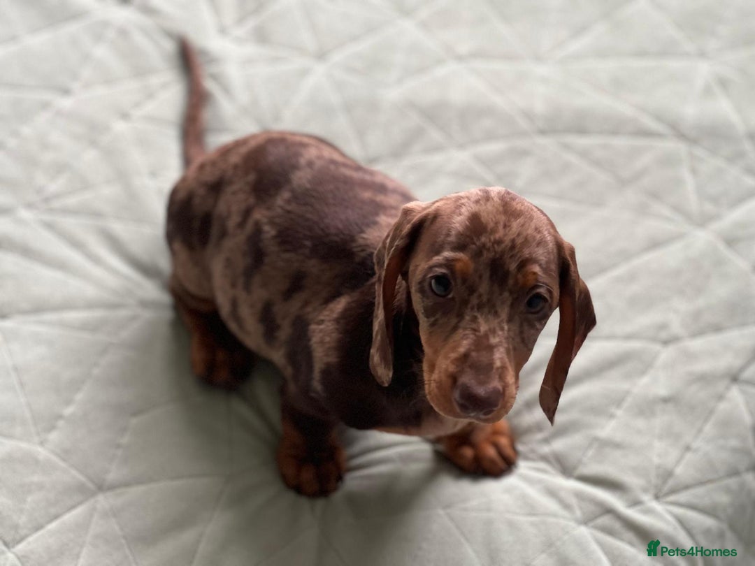 Dachshund dogs for sale: SOLD OUT! Thank you very much!!! Lovely Dachshunds - Advert 11