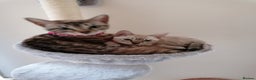 Bengal cats for sale: Glitter bengals - Advert 3