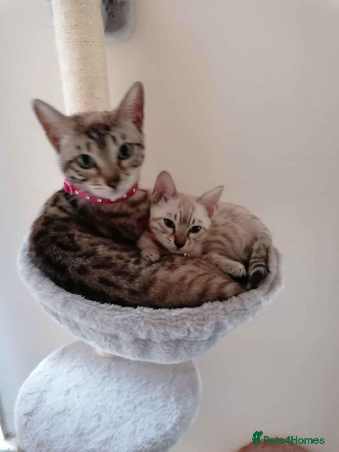 Bengal cats for sale: Glitter bengals - Advert 3