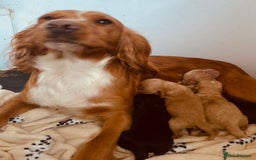 Cockapoo dogs for sale: Quality F1 Cockapoo Puppies  - Image 2
