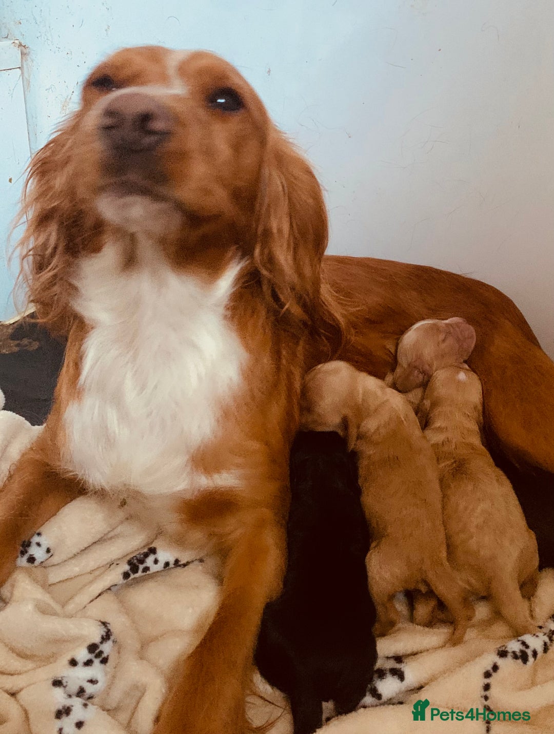 Cockapoo dogs for sale: Quality F1 Cockapoo Puppies  - Image 2