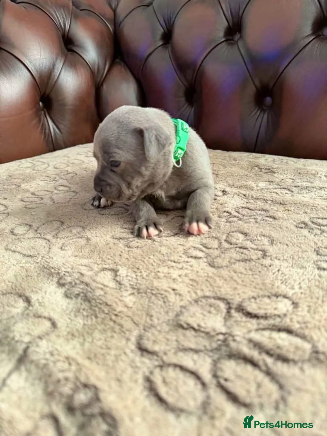Staffordshire Bull Terrier dogs for sale: Staffordshire Bull Terrier puppies for sale  in Leeds - Advert 6