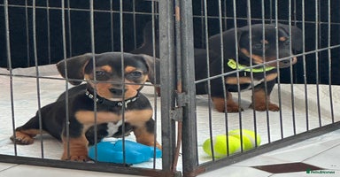 Mixed Breed dogs - Advert 8