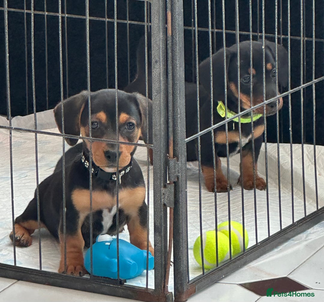 Mixed Breed dogs for sale: Dachshund X mini Jack Russell - Image 3